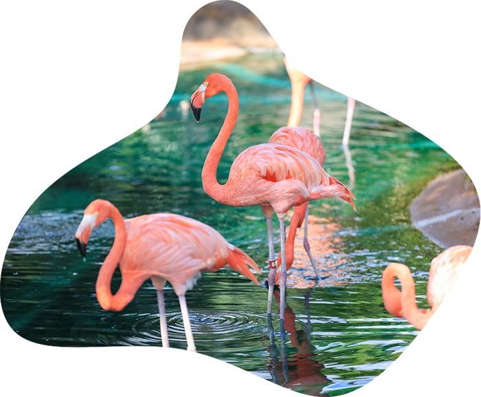 flamant