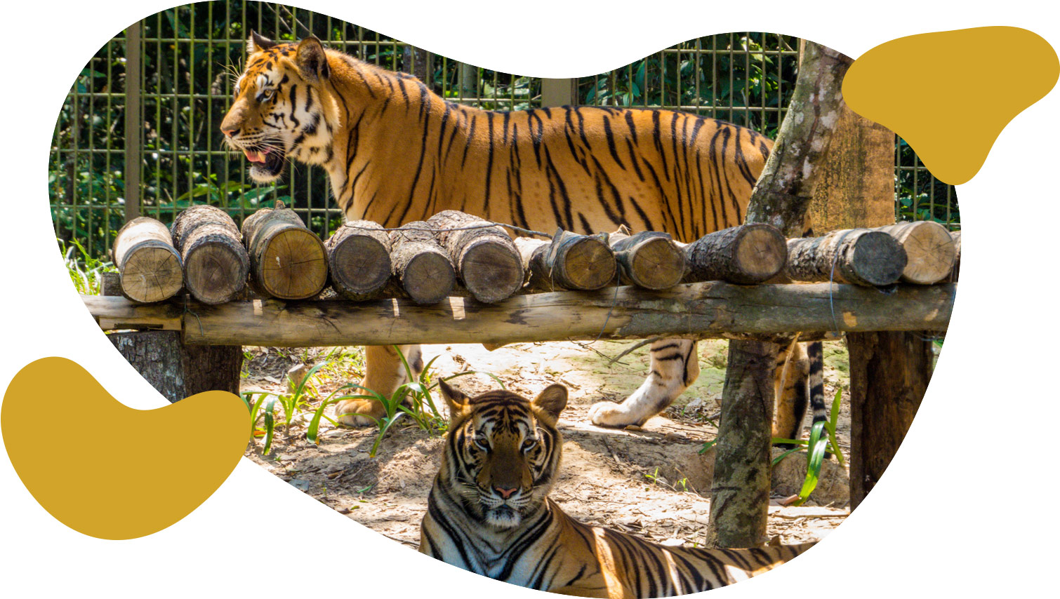 img_zoo_park_tolede
