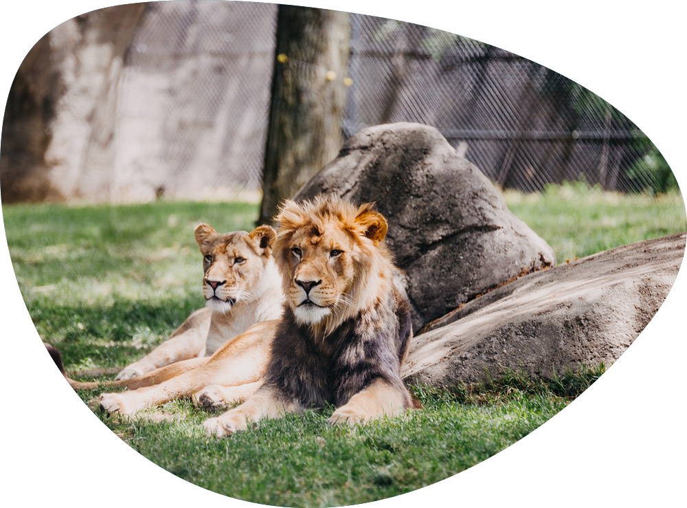 zoo-et-parc-visuel