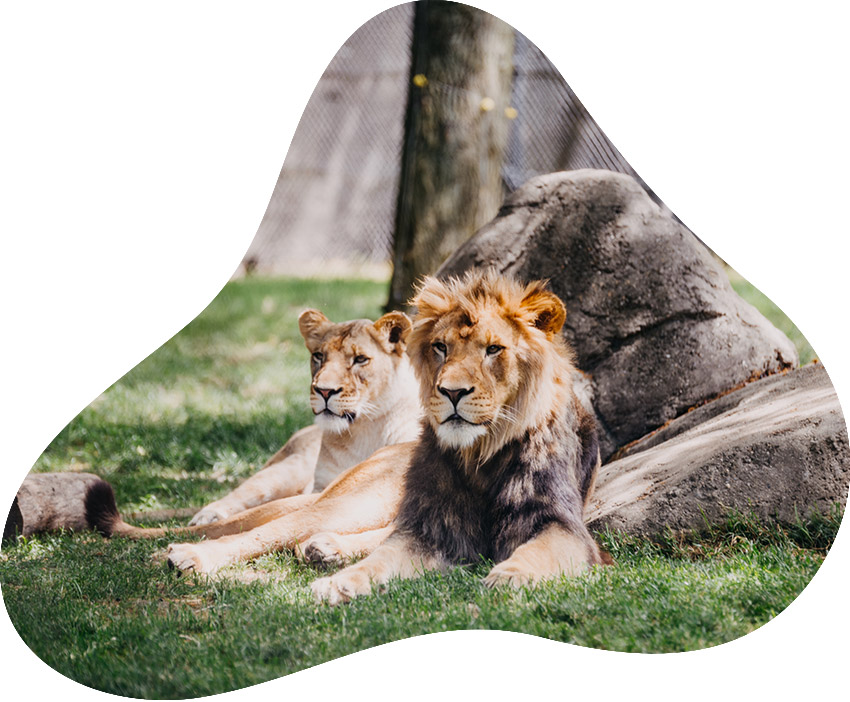 zoo_AF
