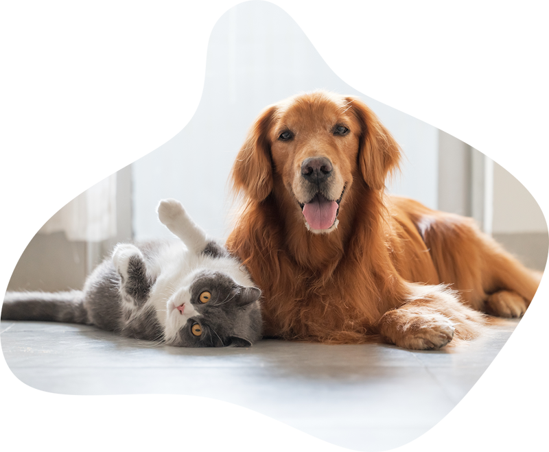 animal_de_compagnie_assurance